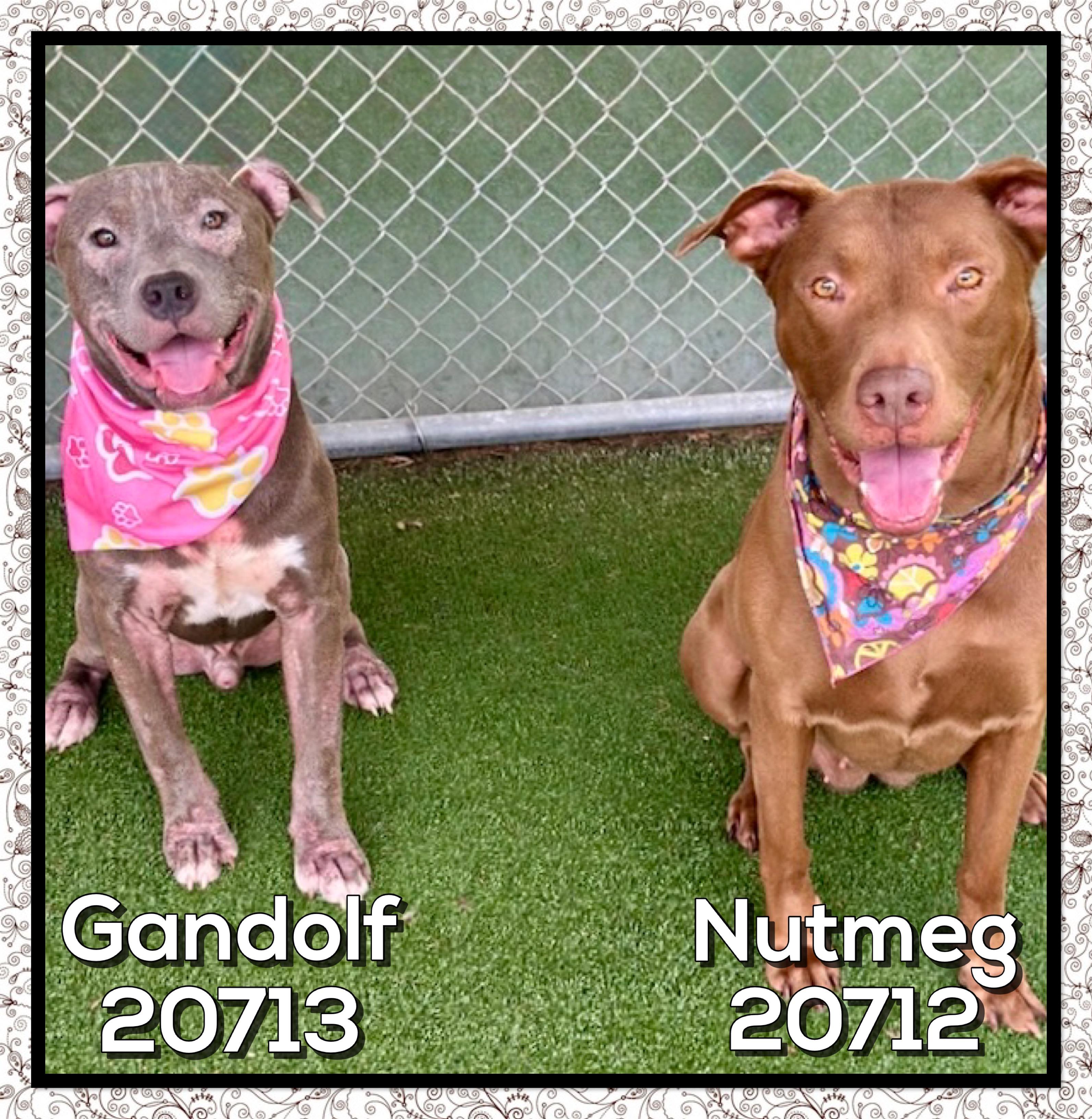 NUTMEG, a ADOPTABLE mixed breed in Marietta, GA image 3/5
