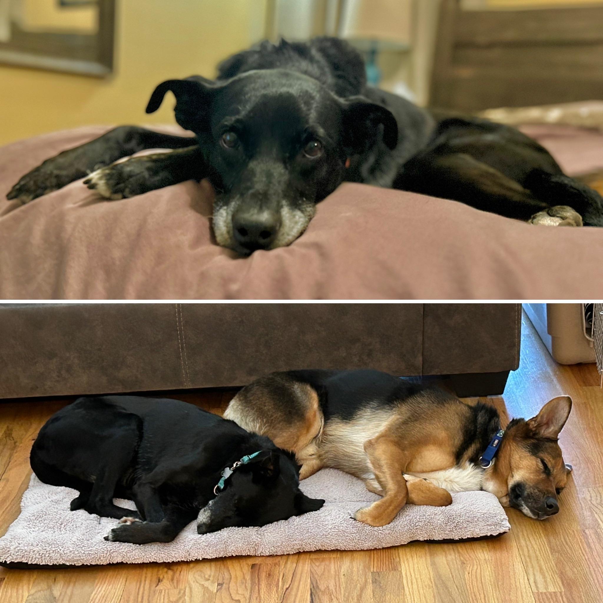 Enlarge Kettle in Colorado, an adopted mixed breed in Boulder, CO image 6/6