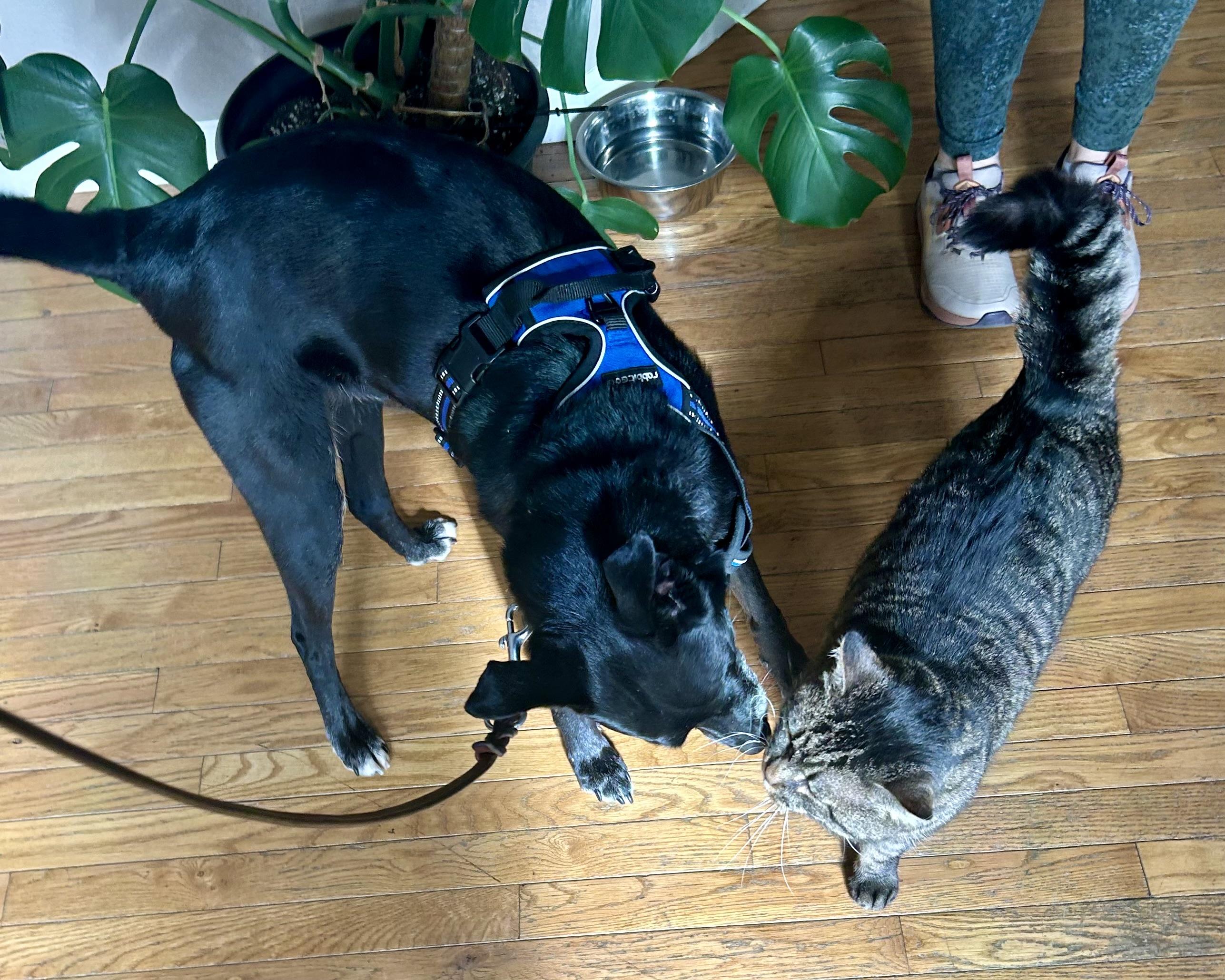 Enlarge Kettle in Colorado, an adopted mixed breed in Boulder, CO image 5/6