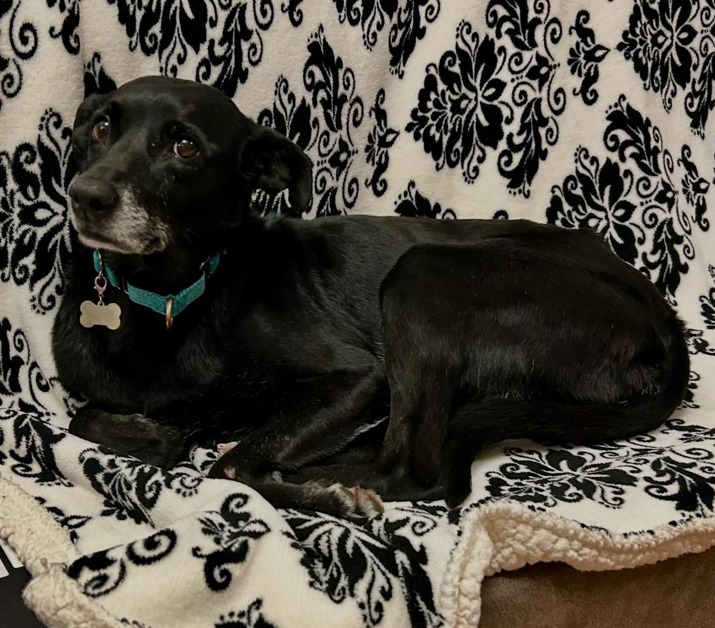 Enlarge Kettle in Colorado, an adopted mixed breed in Boulder, CO image 2/6