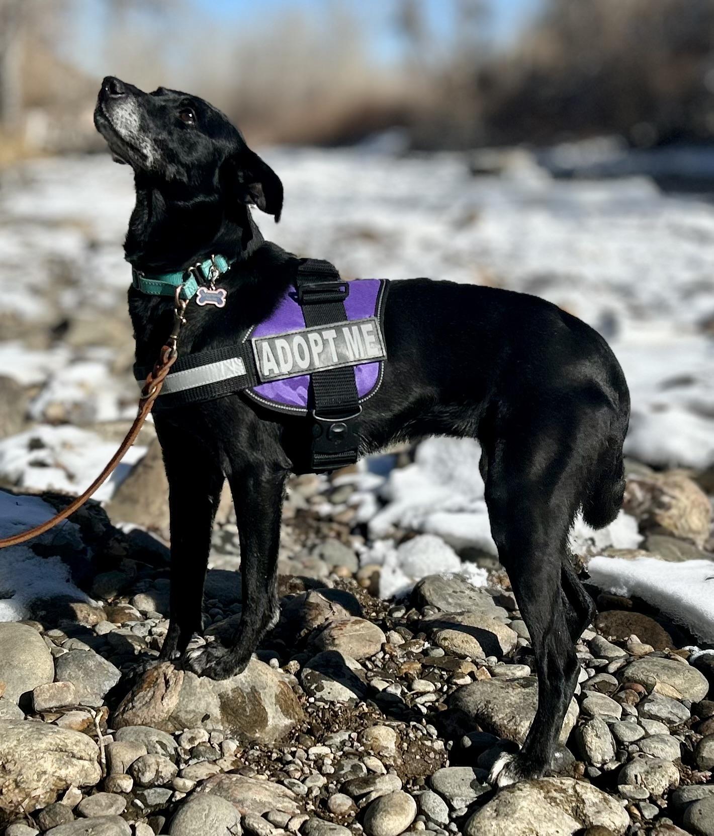 Kettle in Colorado, ADOPTABLE, Senior Female Cattle Dog & Whippet.