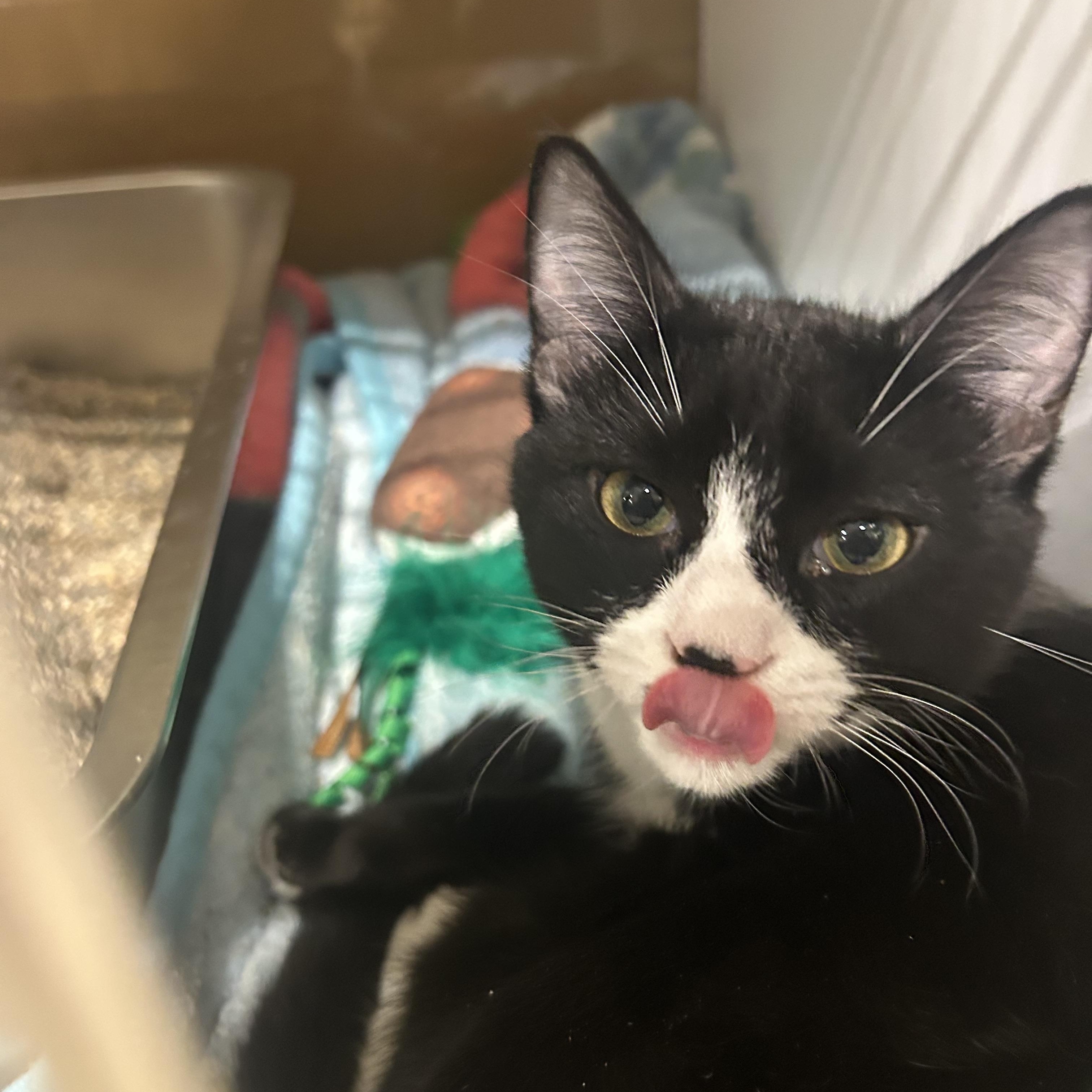 Winnie, a Adoptable mixed breed in Fort Oglethorpe, GA image 3/6