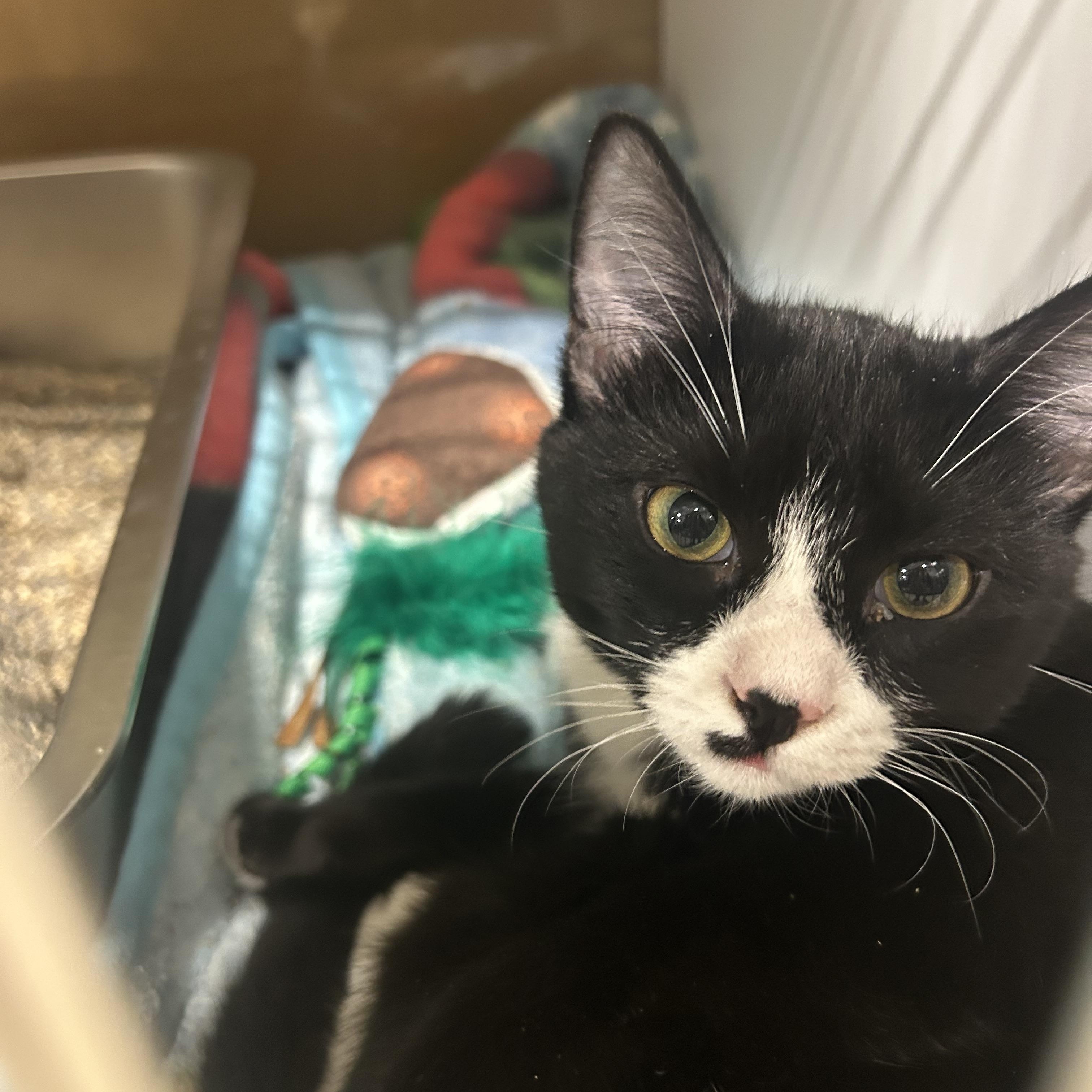 Winnie, a Adoptable mixed breed in Fort Oglethorpe, GA image 2/6