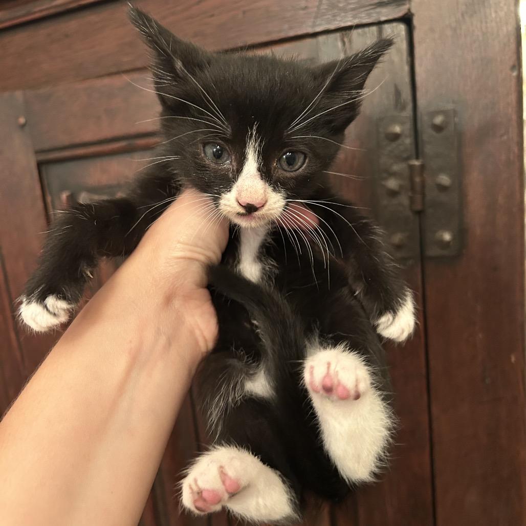 Winnie, a Adoptable mixed breed in Fort Oglethorpe, GA image 6/6