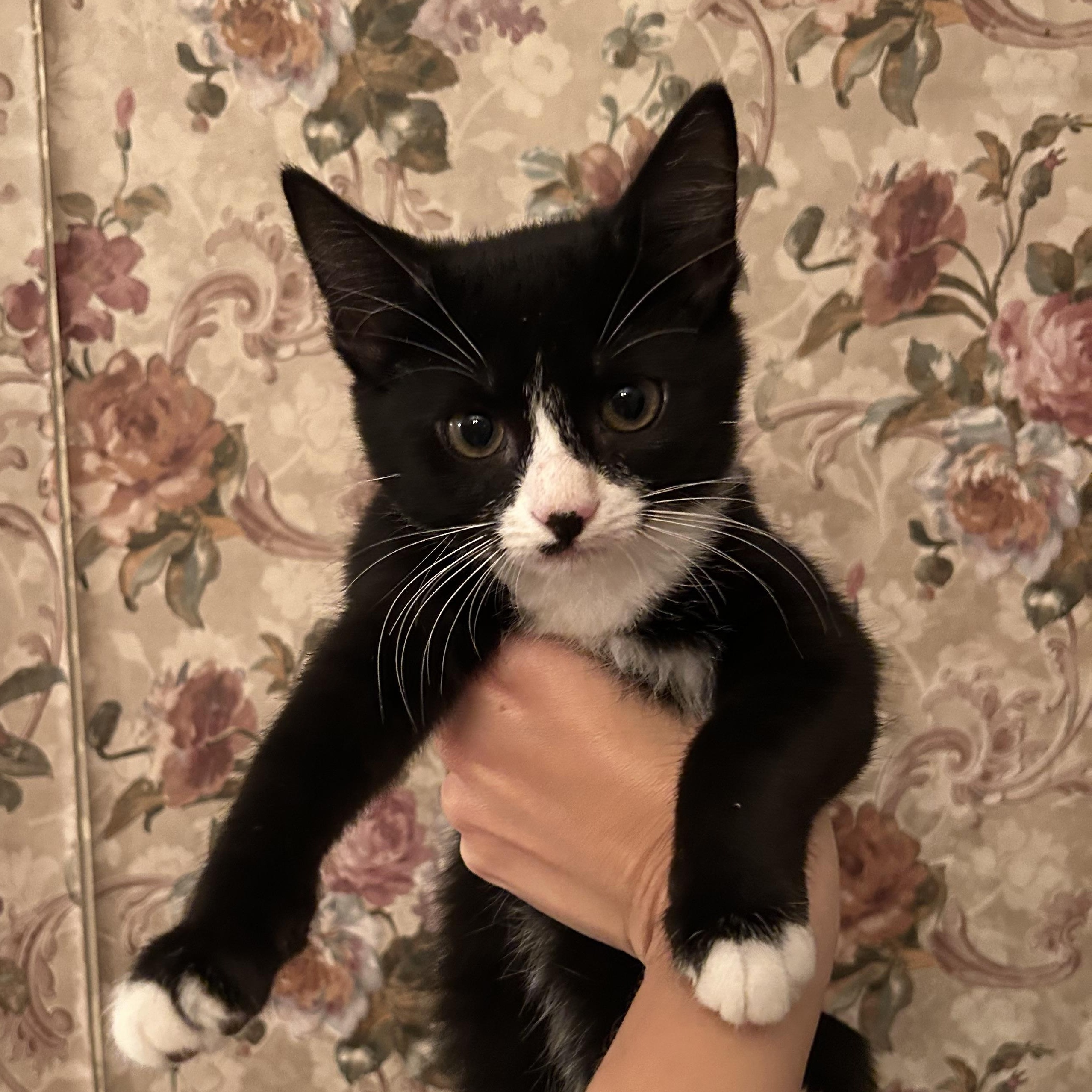 Winnie, a Adoptable mixed breed in Fort Oglethorpe, GA image 4/6