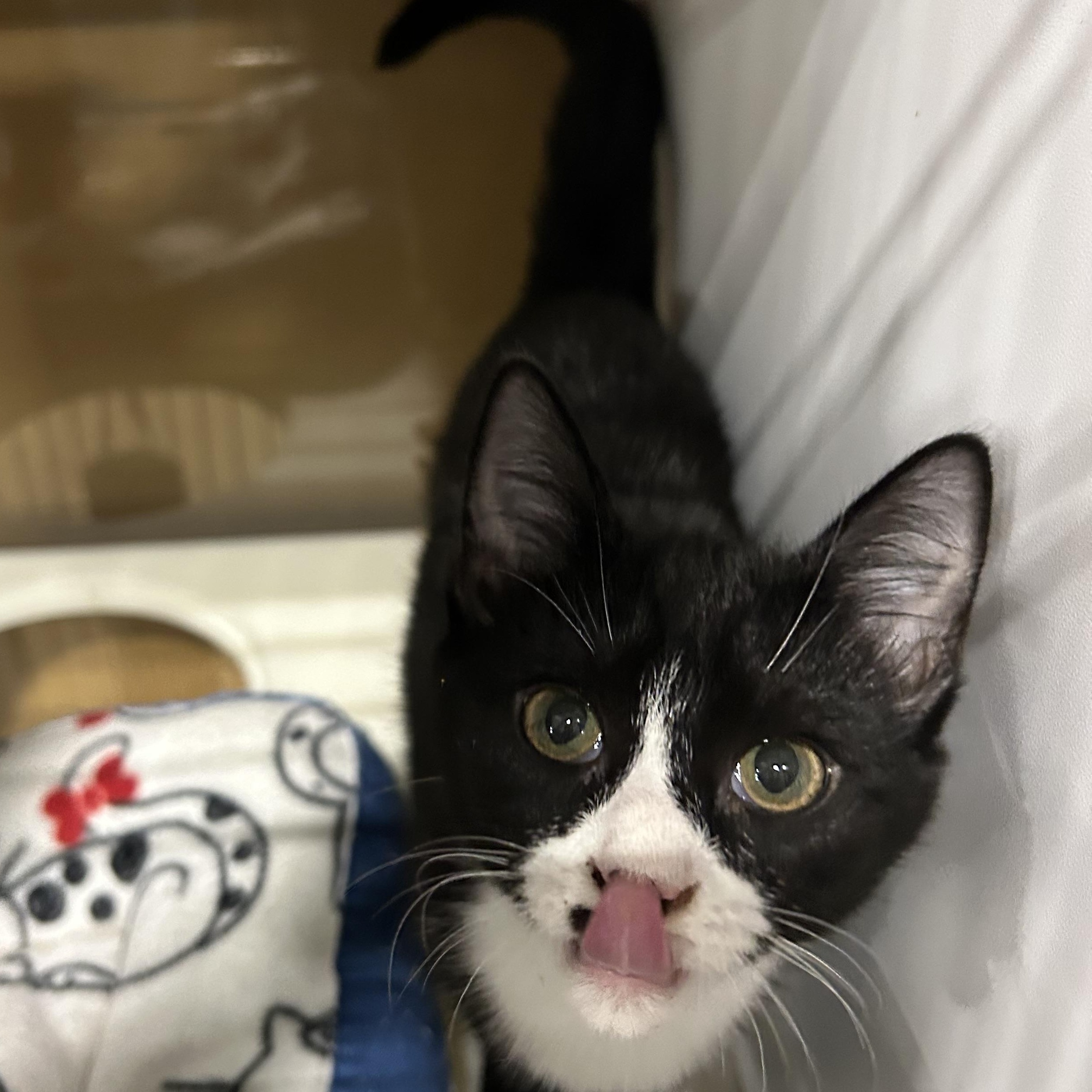 Winnie, a Adoptable mixed breed in Fort Oglethorpe, GA image 5/6