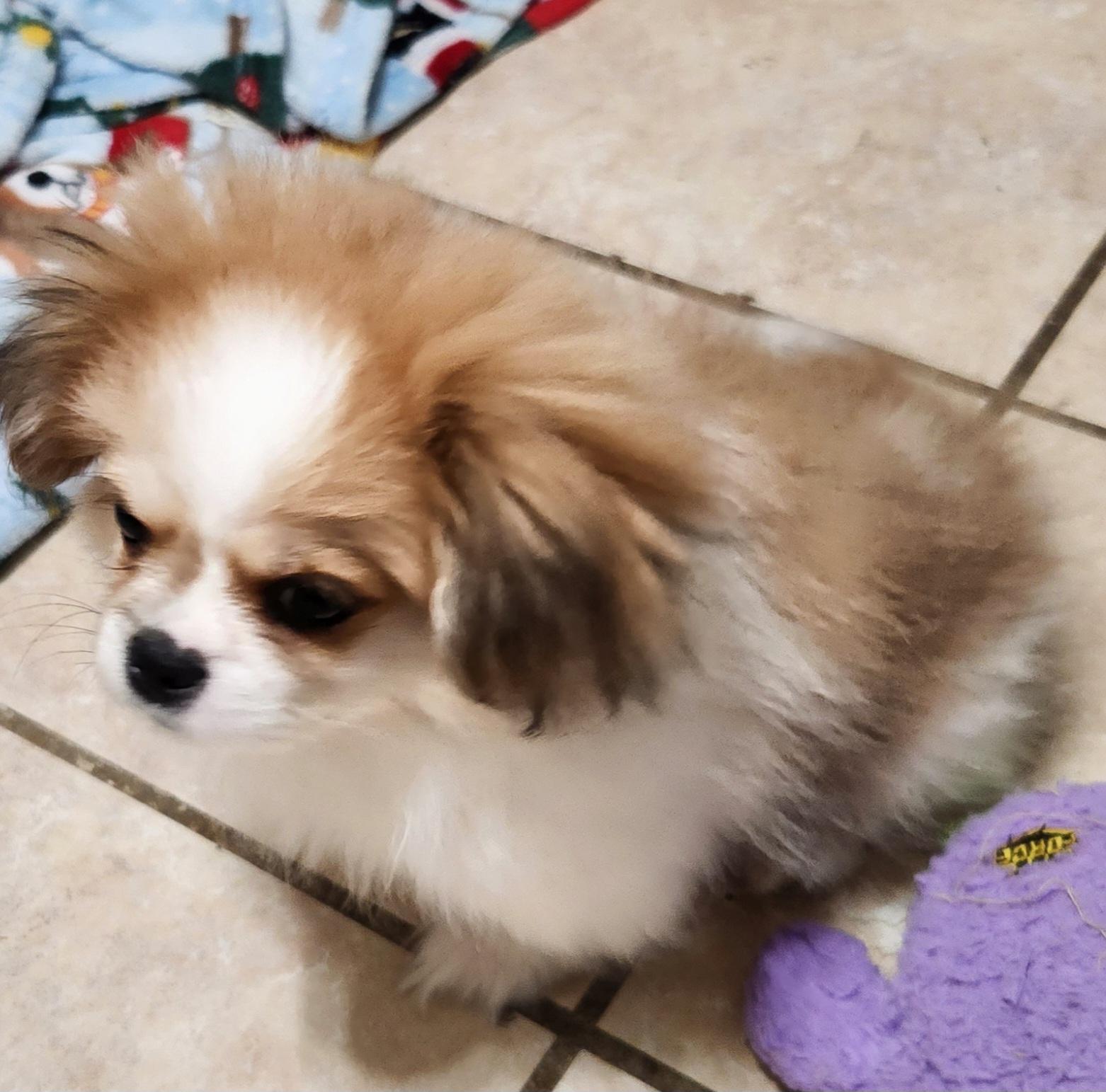 Enlarge Bentley, an adopted Pekingese in North Augusta, SC image 2/2