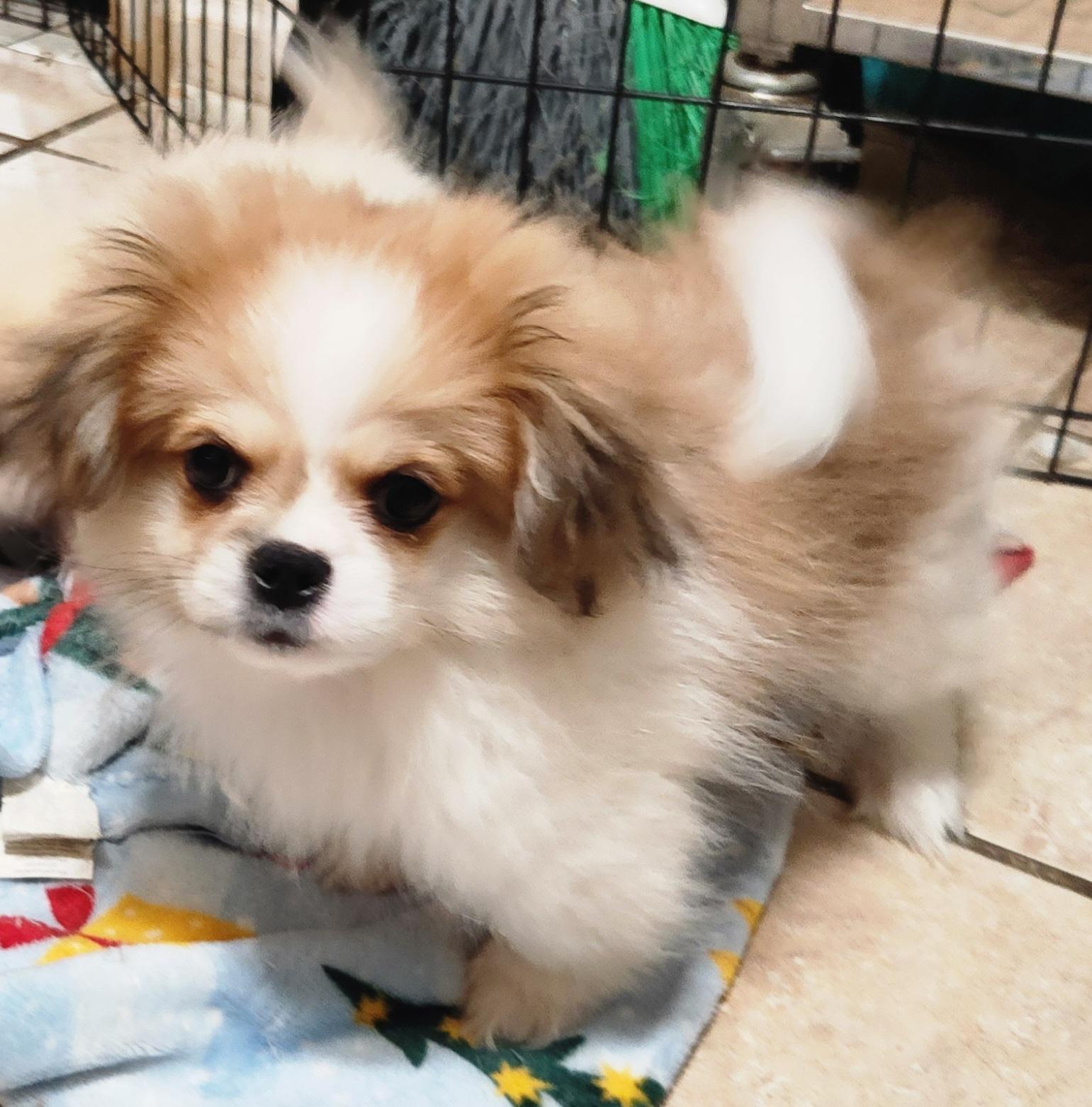 Bentley, adopted, Puppy Male Pekingese.
