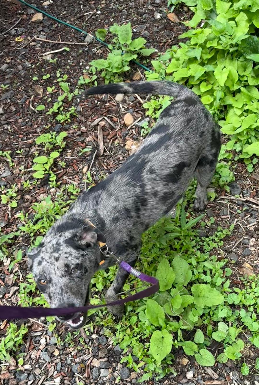 Violet