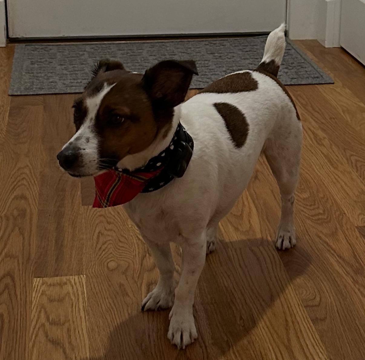 Enlarge Molly, an adopted Jack Russell Terrier in Islip Terrace, NY image 2/5
