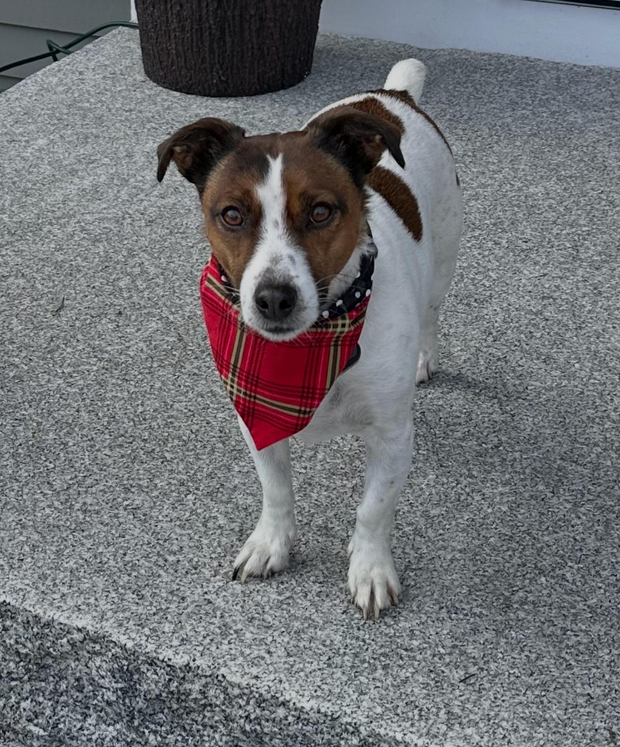 Enlarge Molly, an adopted Jack Russell Terrier in Islip Terrace, NY image 5/5