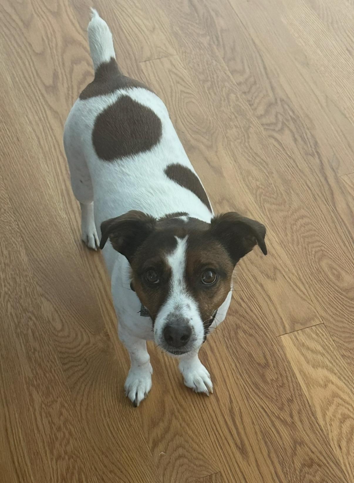 Enlarge Molly, an adopted Jack Russell Terrier in Islip Terrace, NY image 3/5