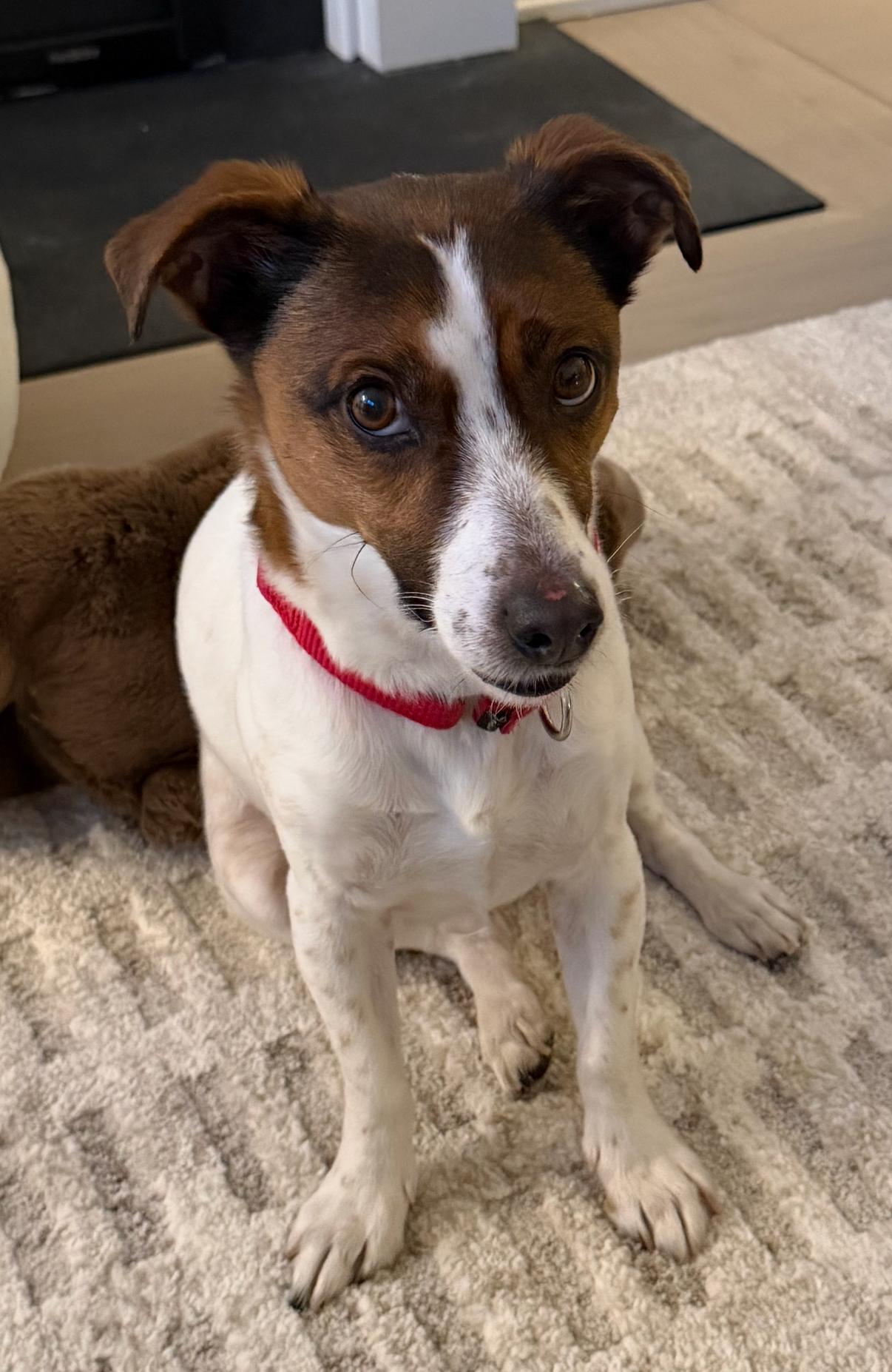 Enlarge Molly, an adopted Jack Russell Terrier in Islip Terrace, NY image 4/5