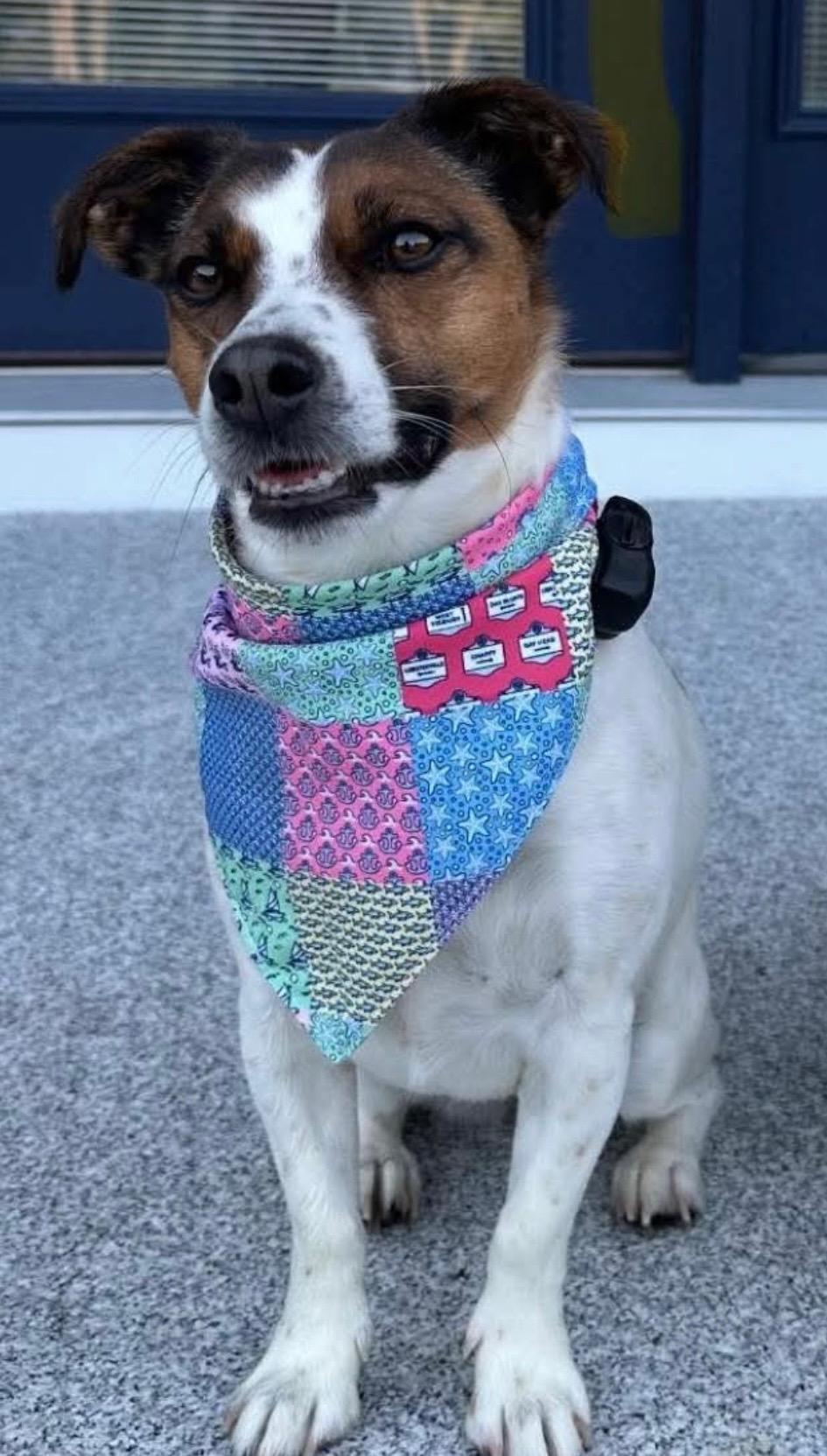 Enlarge Molly, an adopted Jack Russell Terrier in Islip Terrace, NY image 1/5