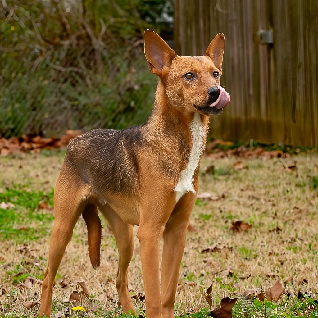 Mutt Damon, Adoptable, Adult Male Terrier.