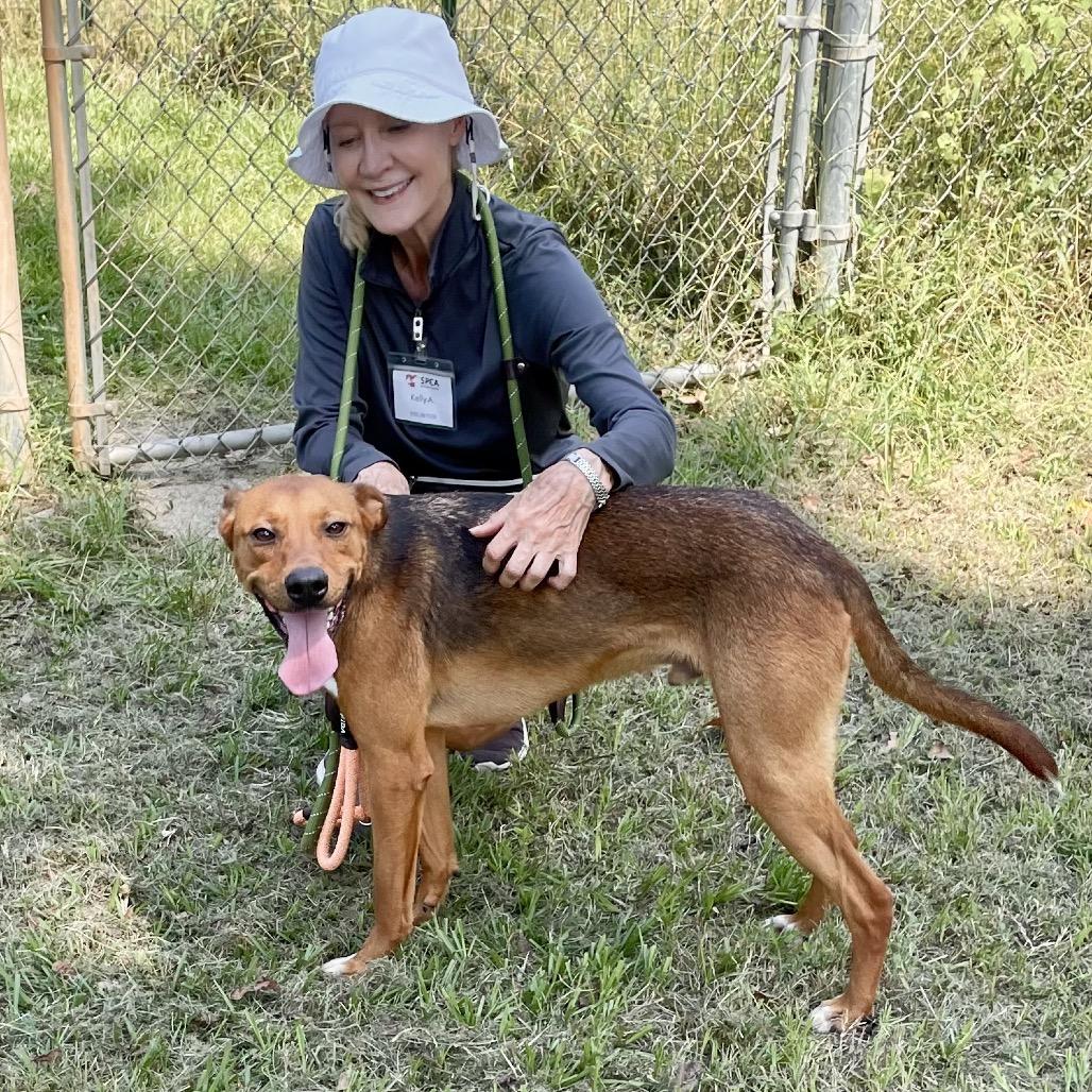 Enlarge Mutt Damon, a Adoptable mixed breed in Livingston, TX image 2/6