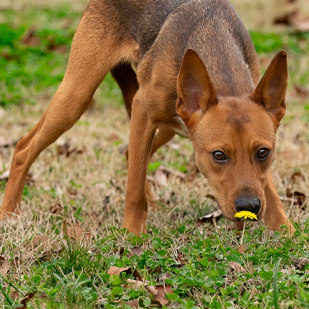 Enlarge Mutt Damon, a Adoptable mixed breed in Livingston, TX image 3/6