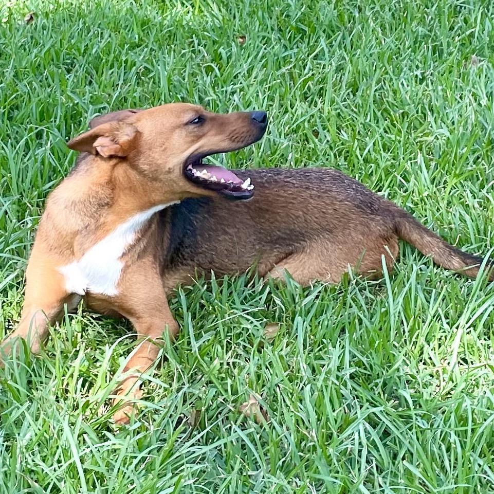 Mutt Damon, a Adoptable mixed breed in Livingston, TX image 5/6