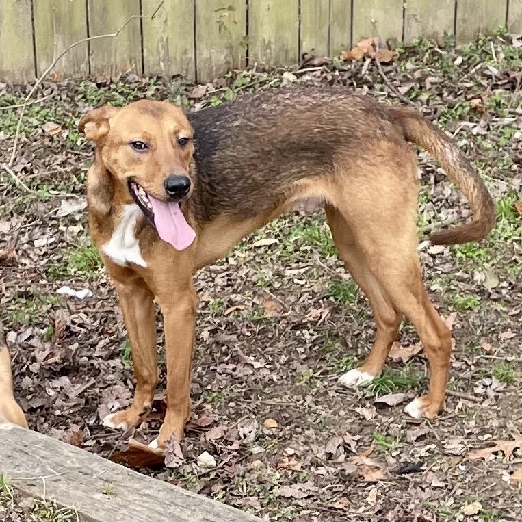 Enlarge Mutt Damon, a Adoptable mixed breed in Livingston, TX image 5/6