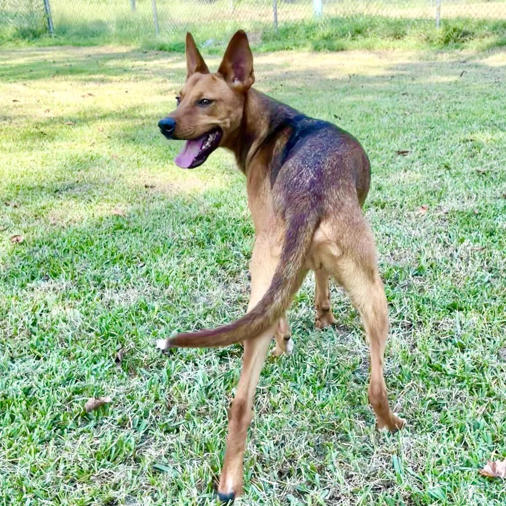 Enlarge Mutt Damon, a Adoptable mixed breed in Livingston, TX image 6/6