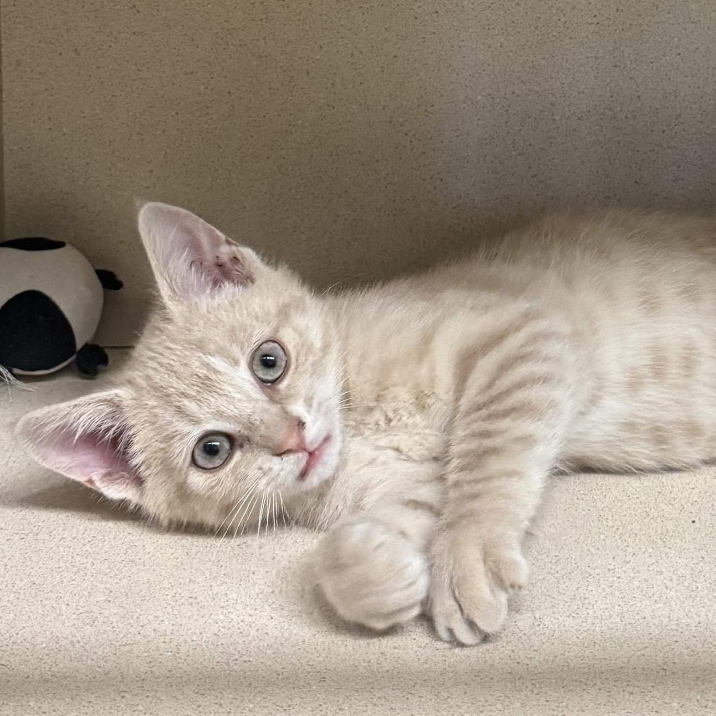 Koi, adopted, Kitten Male Domestic Short Hair.