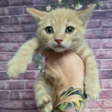 Grasshopper, Adoptable, Kitten Male Domestic Short Hair & Domestic Short Hair.