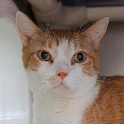 Destiny and Max, adopted, Adult Female Domestic Short Hair.