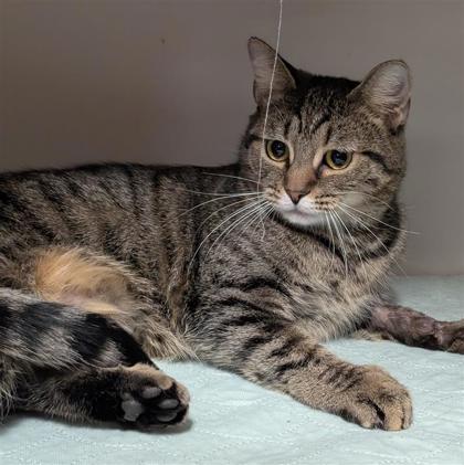 Enlarge Destiny and Max, an adopted Domestic Short Hair in Hilliard, OH image 2/2