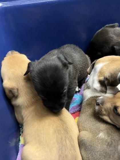 Lorri, Adoptable, Puppy Female Fox Terrier & Mixed Breed.