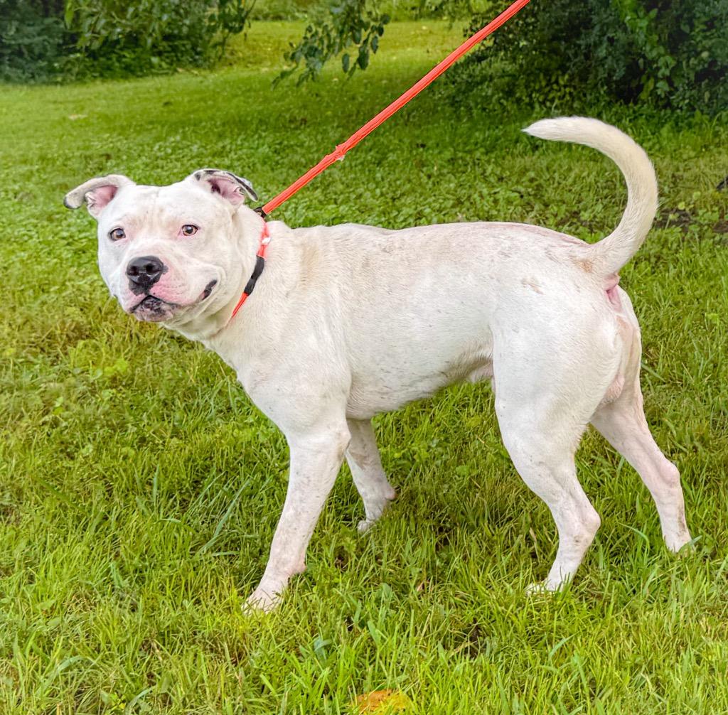 Pizza, a Adoptable mixed breed in Murray, KY image 1/4
