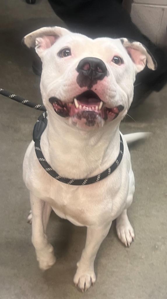 Pizza, a Adoptable mixed breed in Murray, KY image 2/4