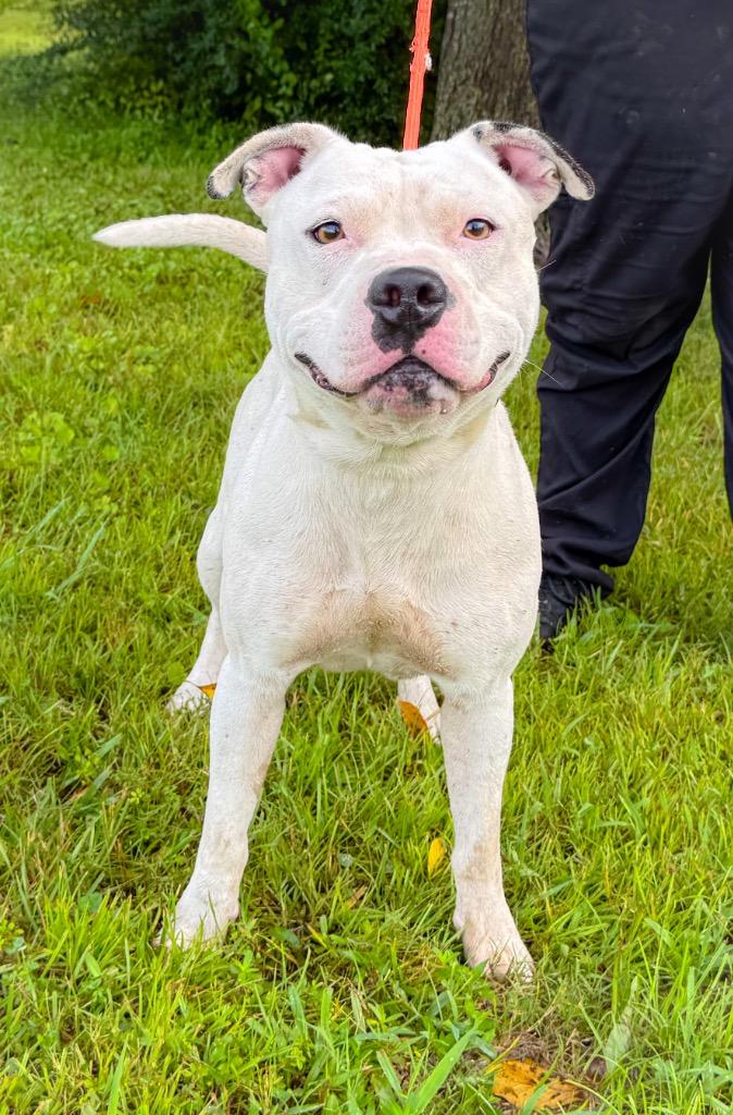 Pizza, a Adoptable mixed breed in Murray, KY image 3/4