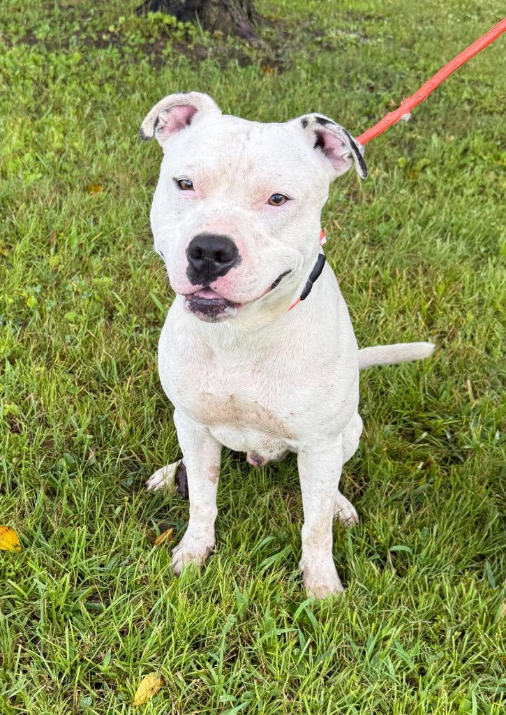 Pizza, a Adoptable mixed breed in Murray, KY image 4/4