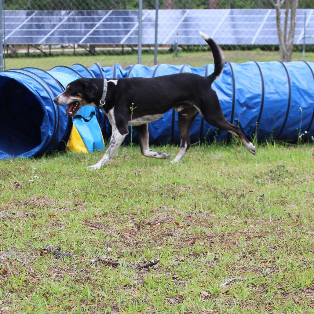 Harvey, Adoptable, Senior Male Mixed Breed & Treeing Walker Coonhound.