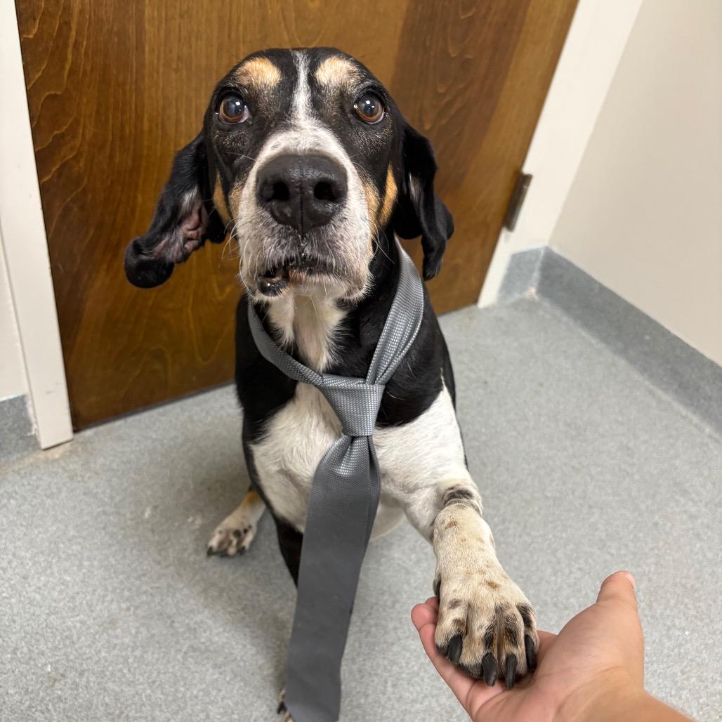 Harvey — thumbnail 3