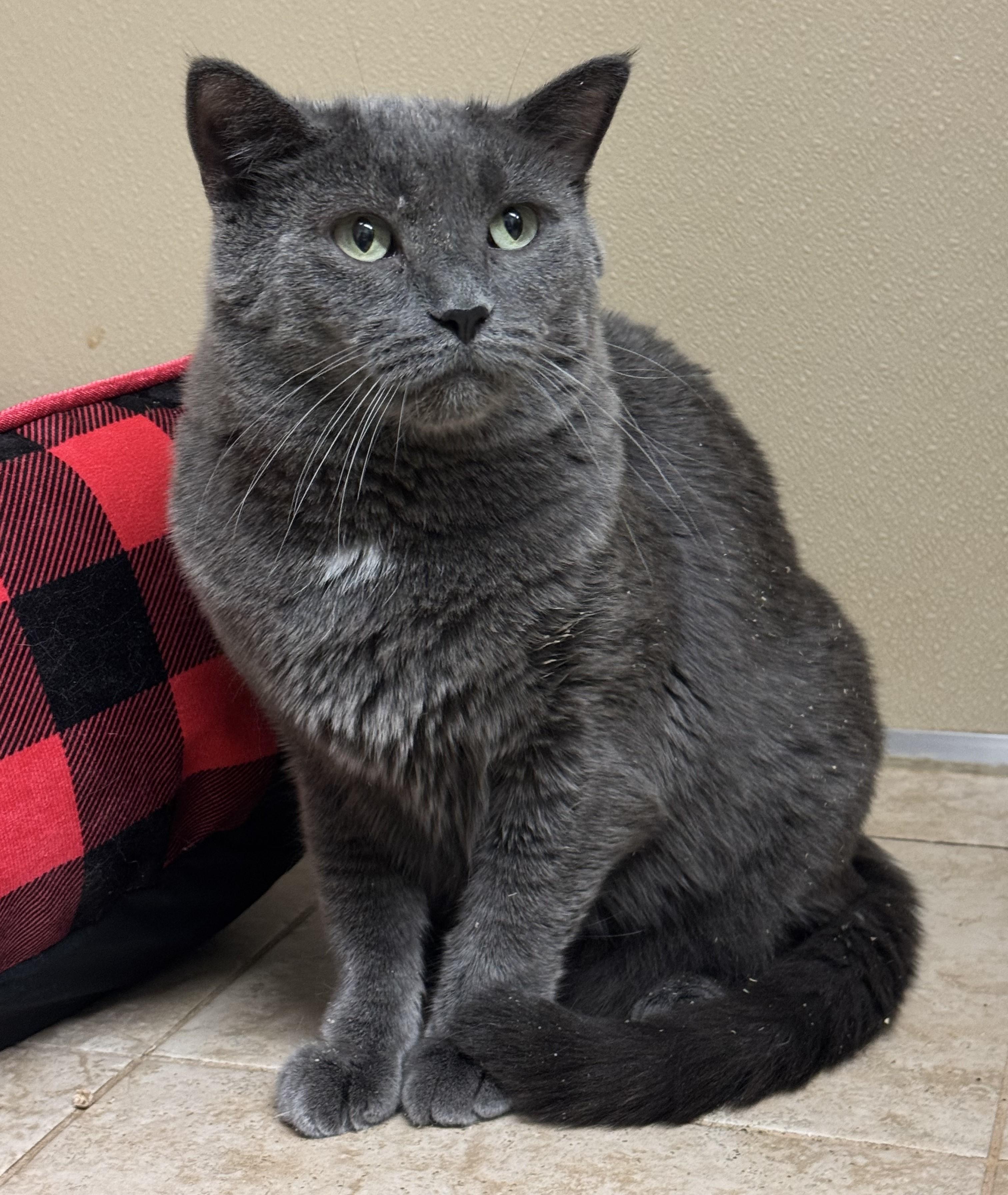 Enlarge Huey, a ADOPTABLE Domestic Short Hair in Kearneysville, WV image 2/3