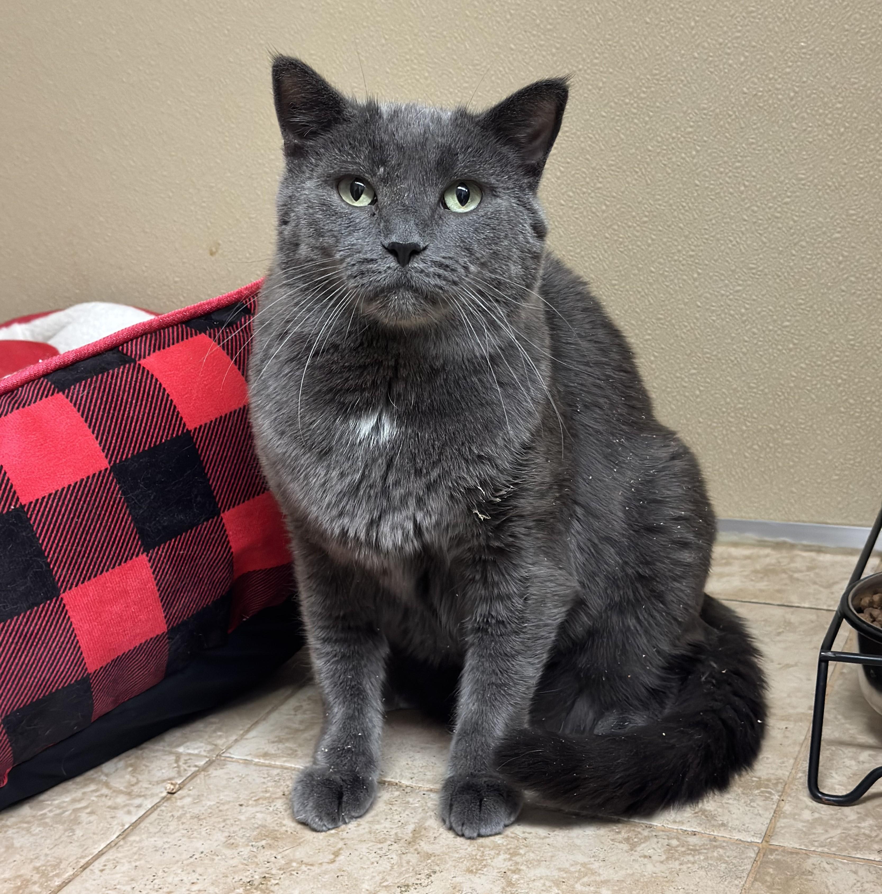Enlarge Huey, a ADOPTABLE Domestic Short Hair in Kearneysville, WV image 1/3