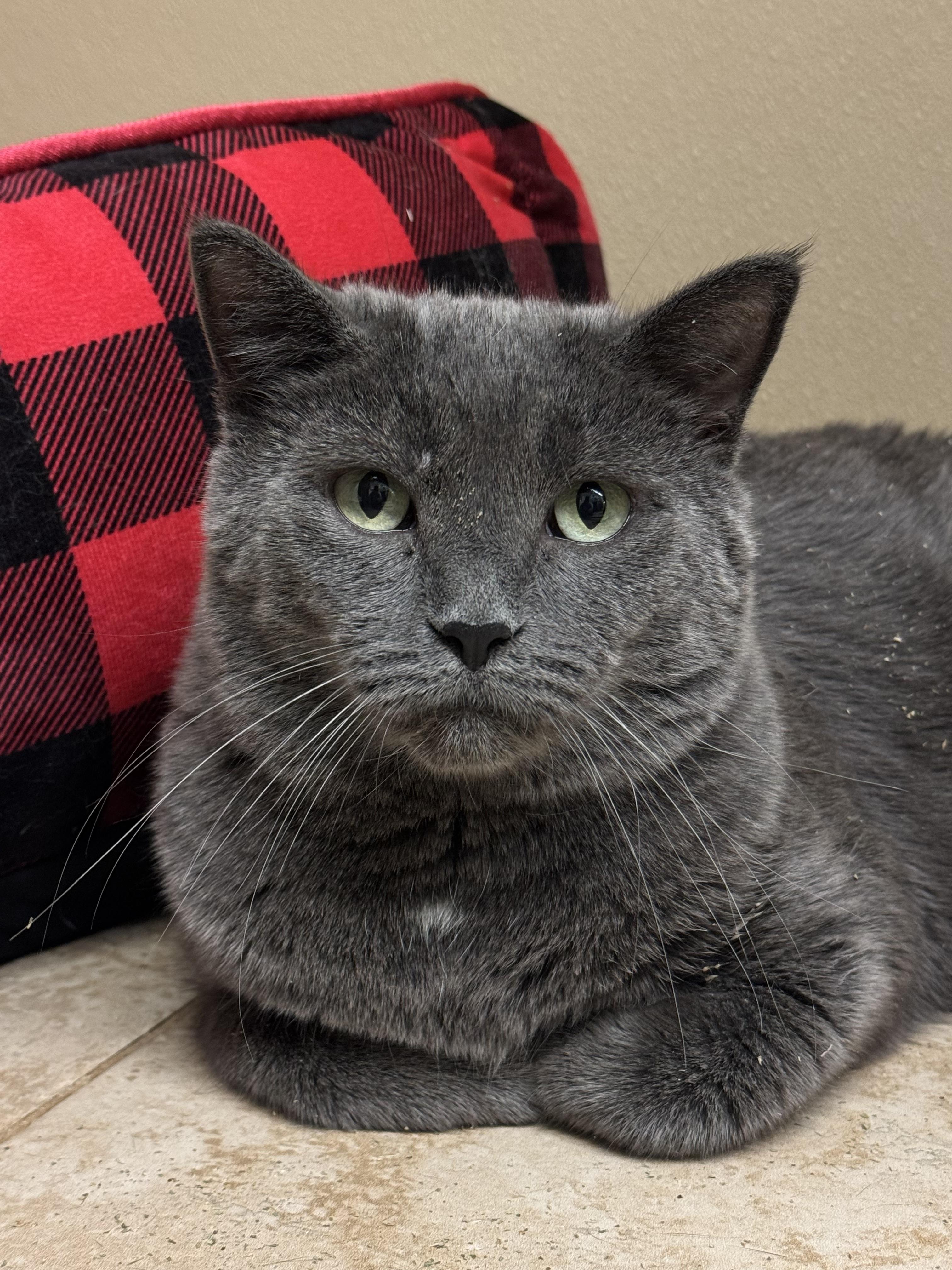 Enlarge Huey, a ADOPTABLE Domestic Short Hair in Kearneysville, WV image 3/3