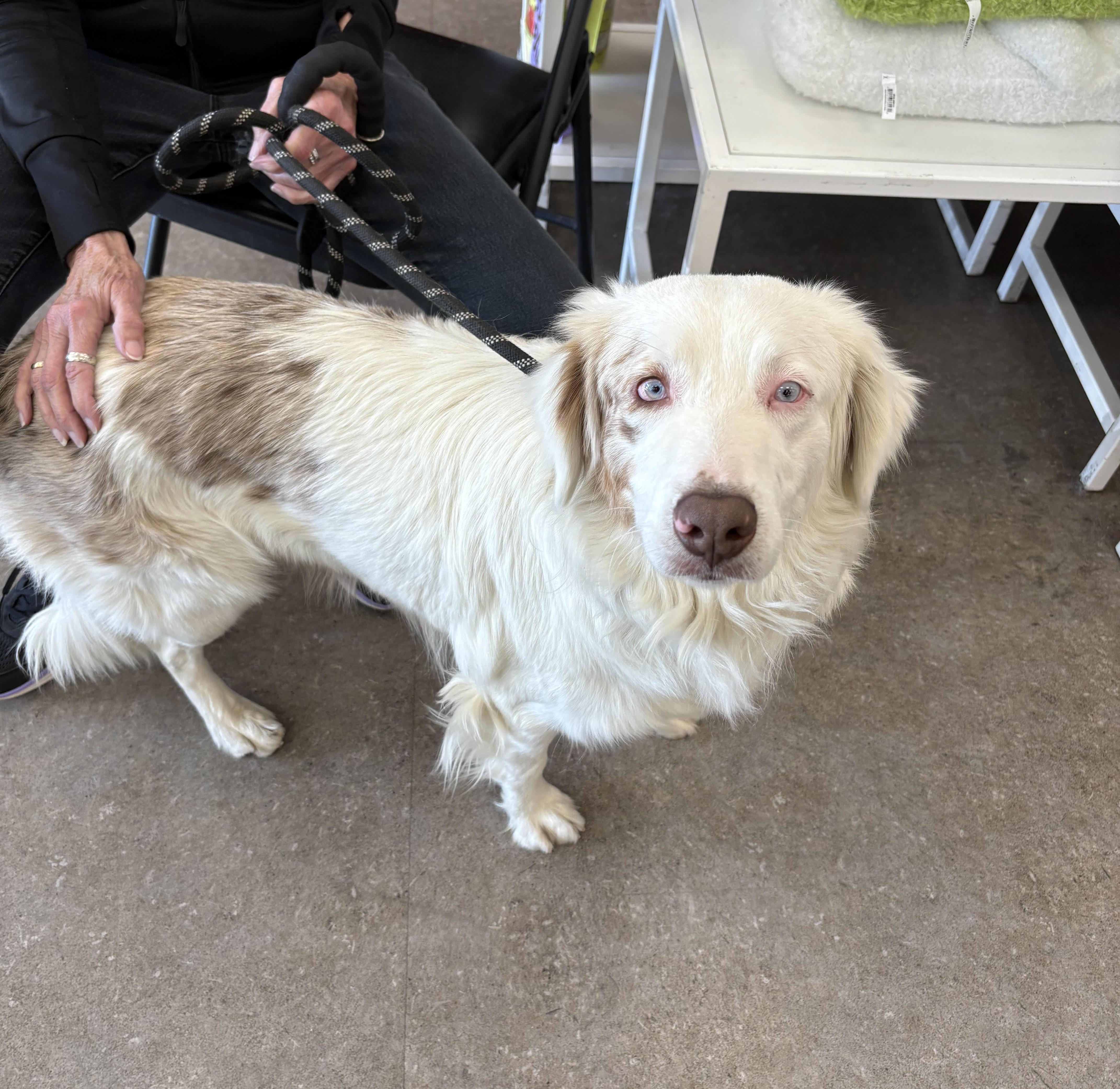 Enlarge Olivia, an adopted Australian Shepherd in Studio City, CA image 4/4