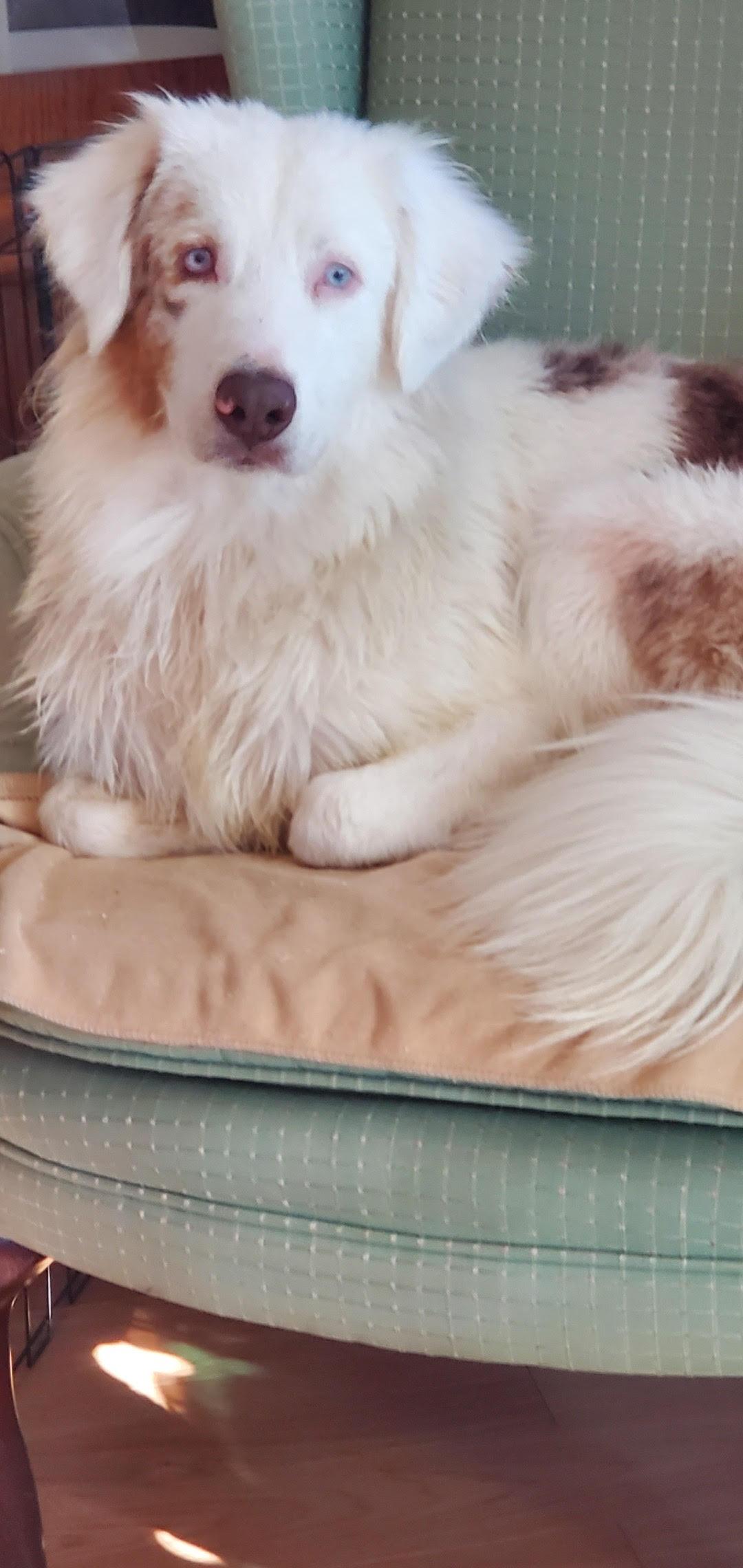 Enlarge Olivia, a ADOPTABLE Australian Shepherd in Studio City, CA image 2/3