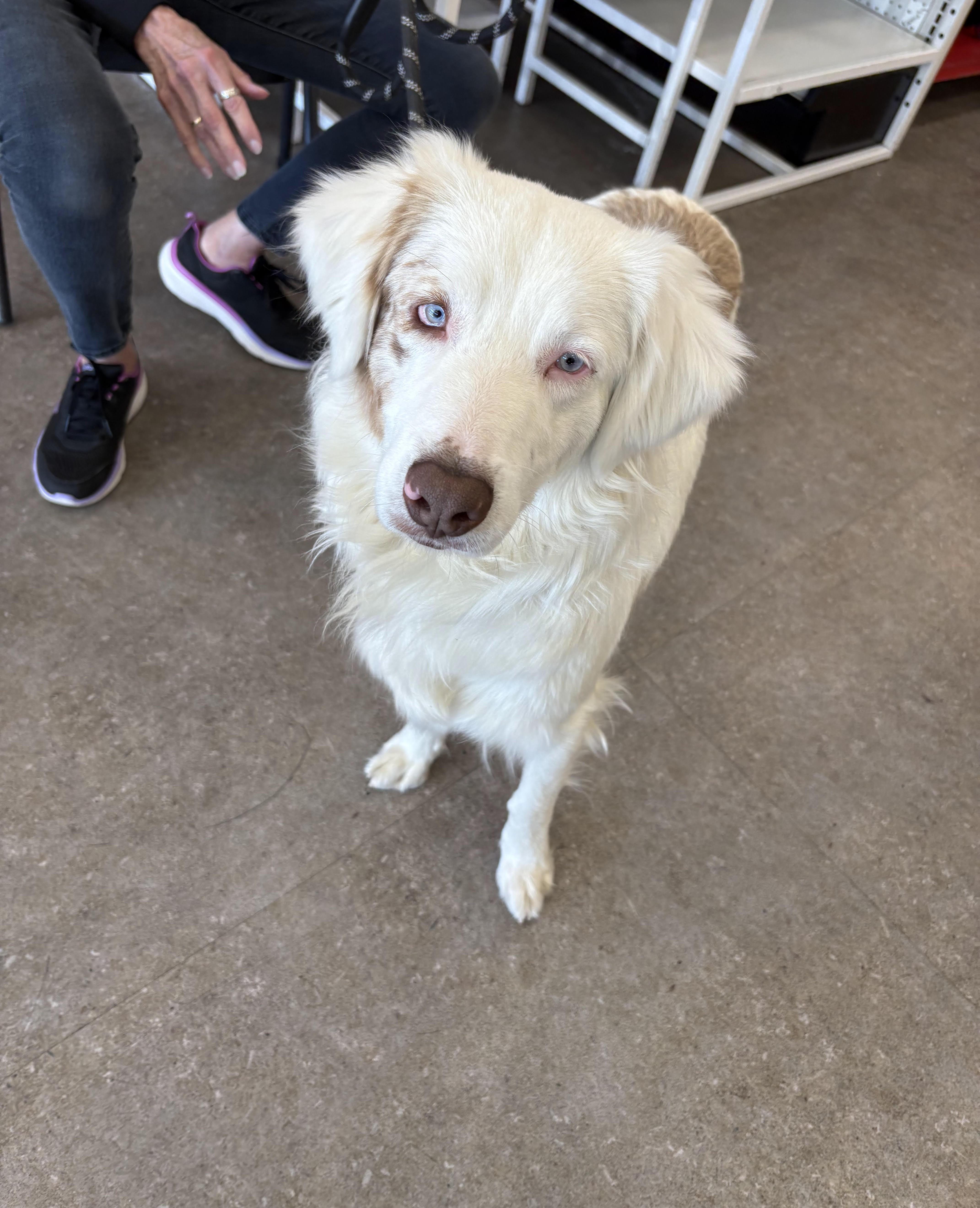 Enlarge Olivia, a ADOPTABLE Australian Shepherd in Studio City, CA image 1/3