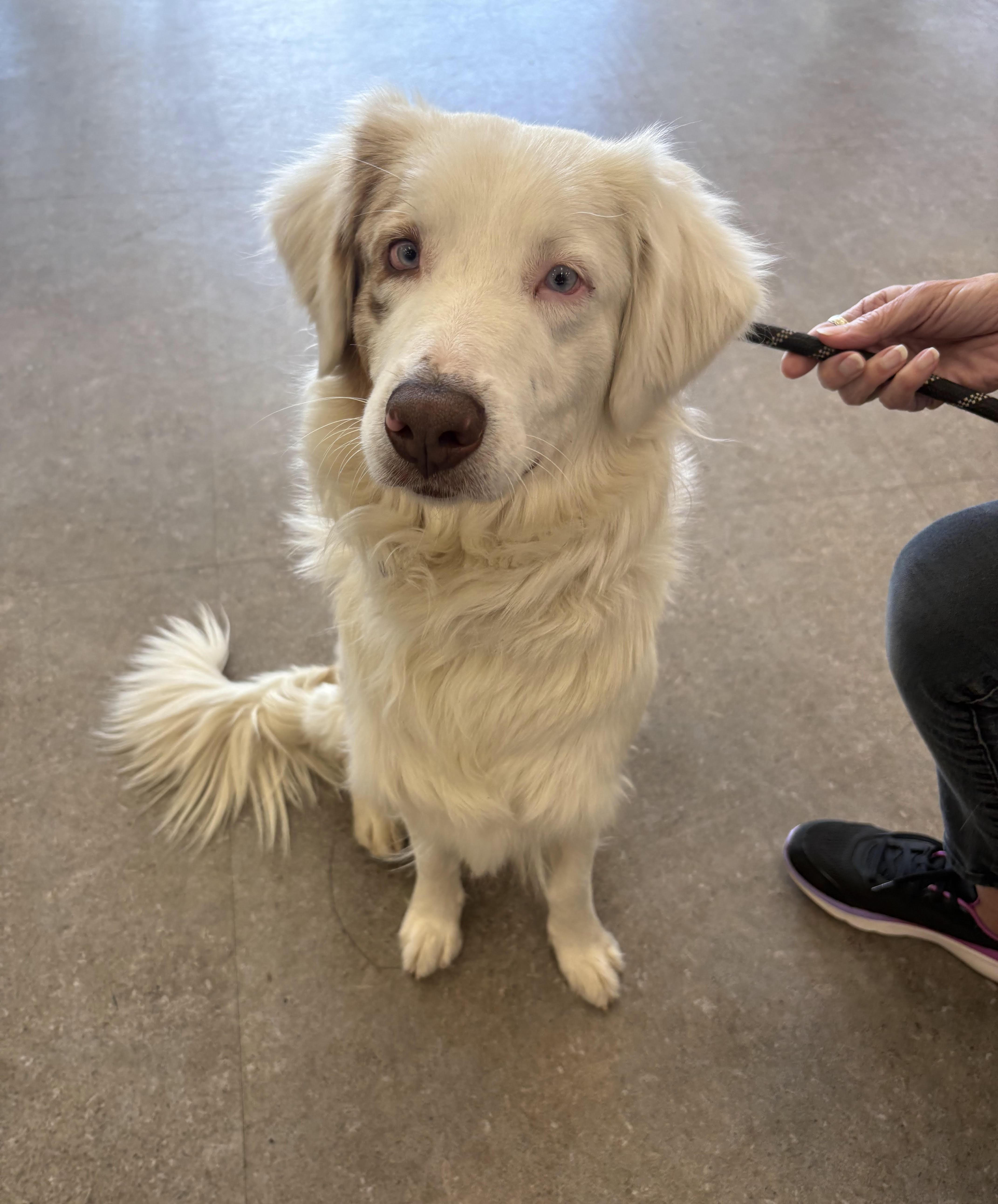 Enlarge Olivia, a ADOPTABLE Australian Shepherd in Studio City, CA image 3/3