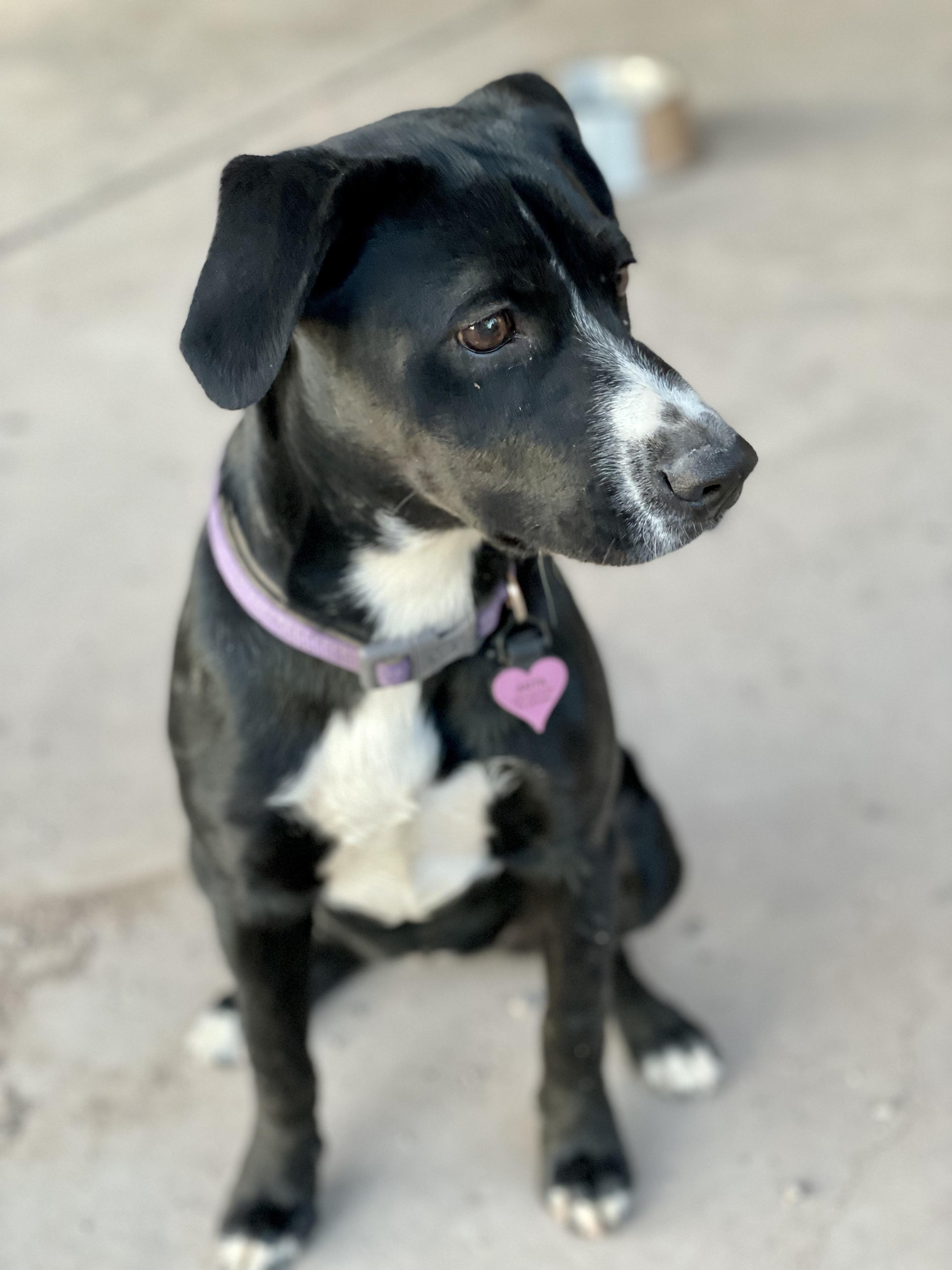 Charley, a Adoptable mixed breed in Thatcher, AZ image 1/3