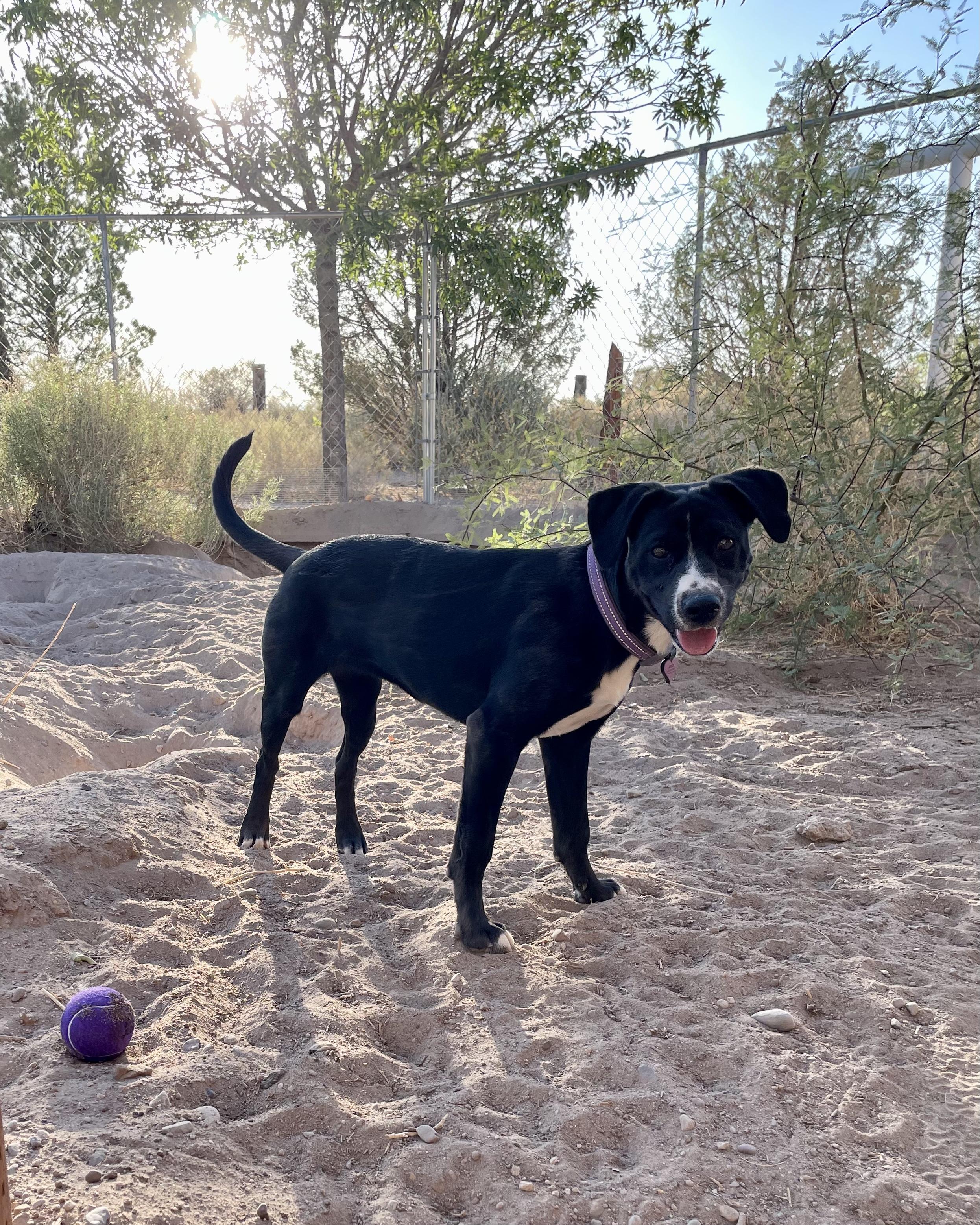 Charley, a Adoptable mixed breed in Thatcher, AZ image 2/3