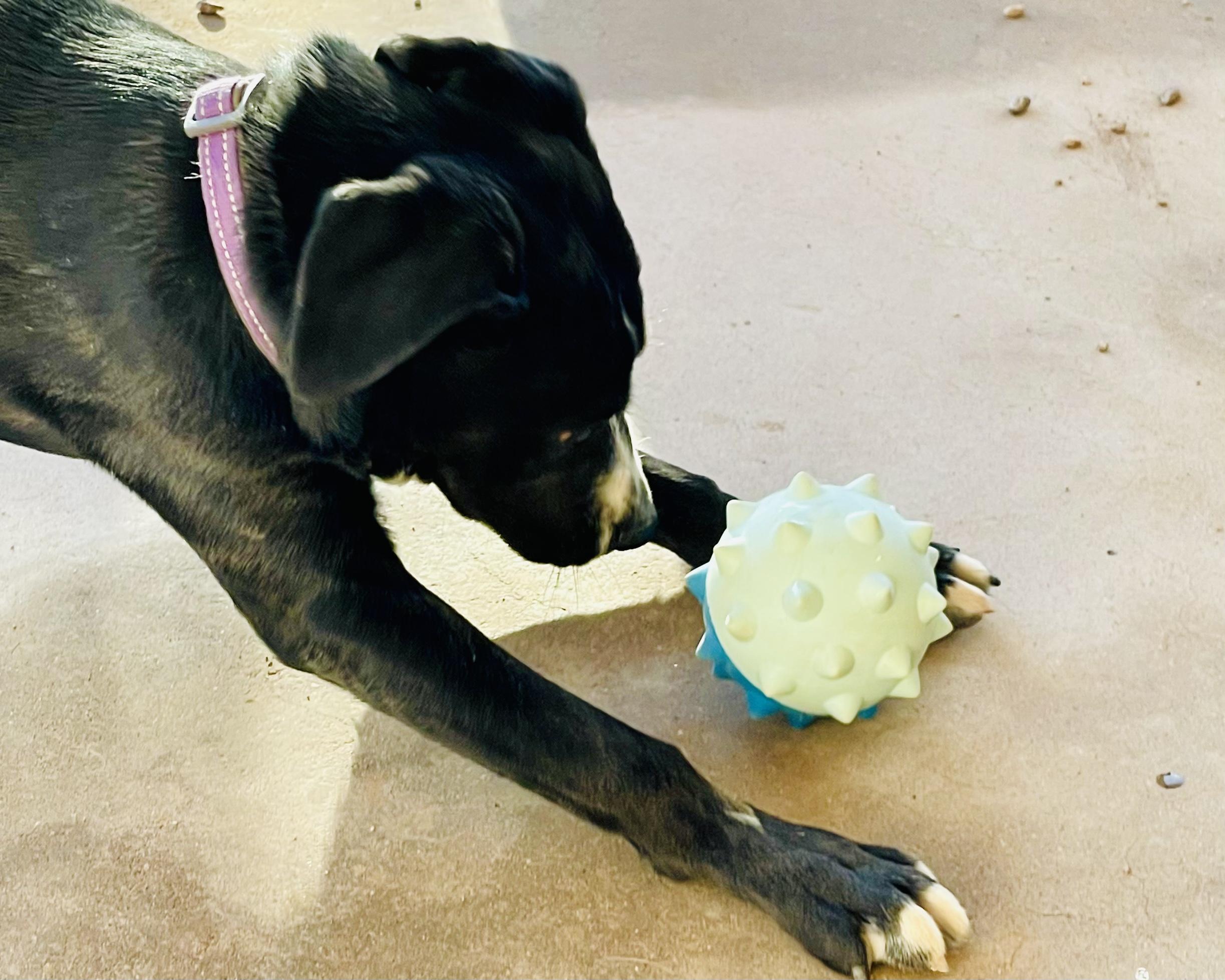 Charley, a Adoptable mixed breed in Thatcher, AZ image 3/3