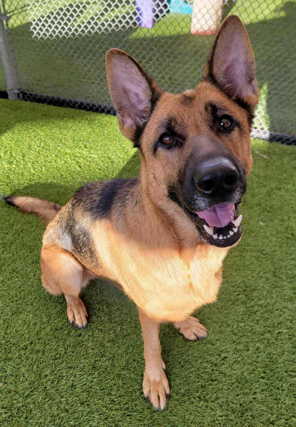 Heidi (Bridie)