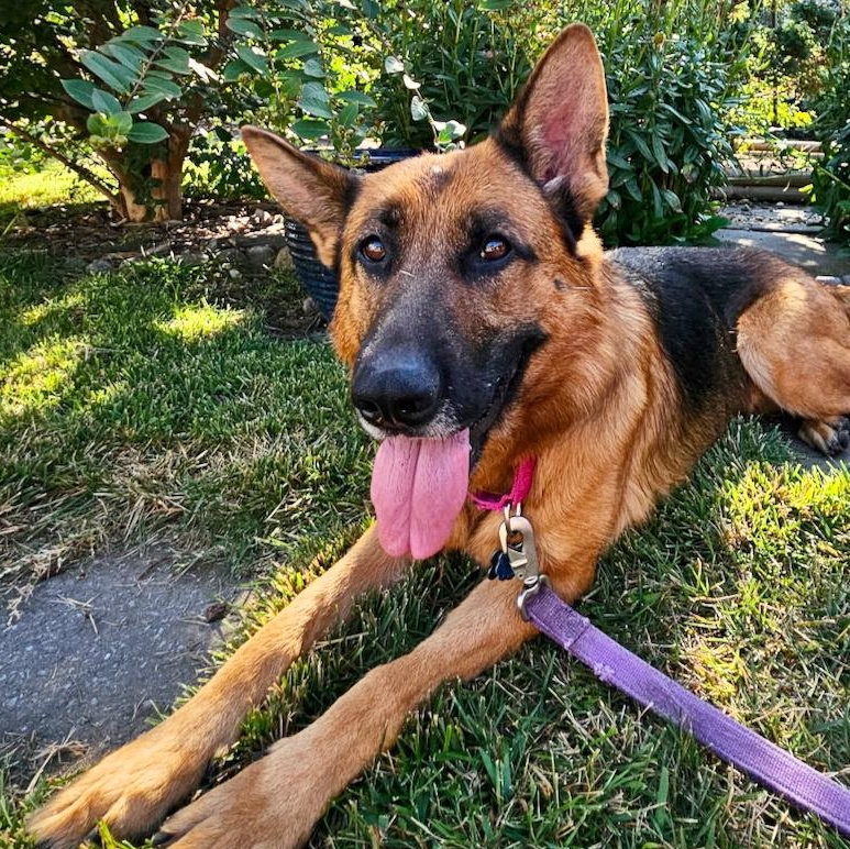 Heidi (Bridie)