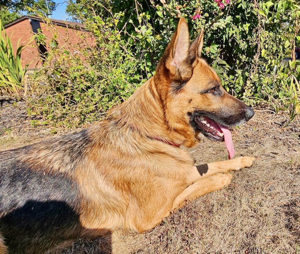 Heidi (Bridie)