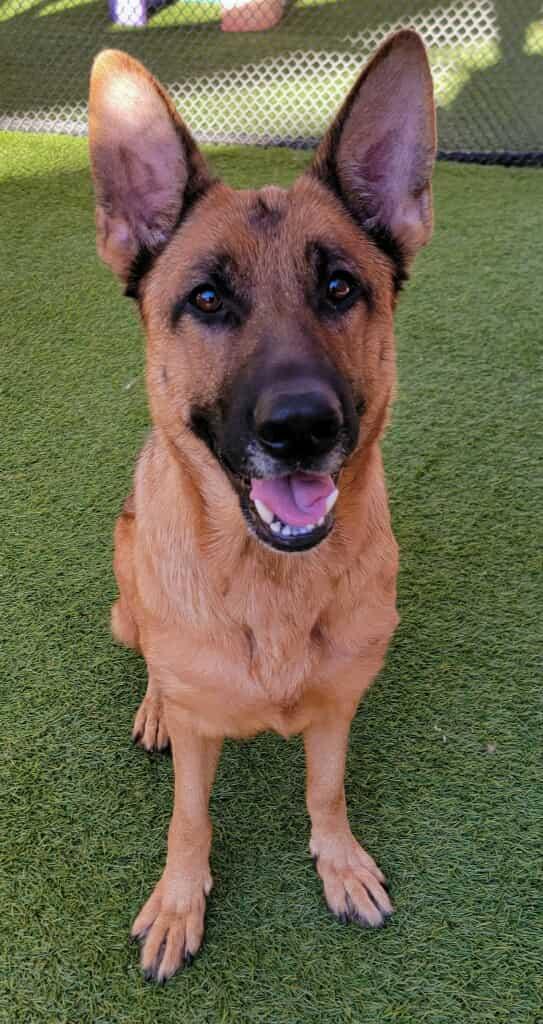 Heidi (Bridie)