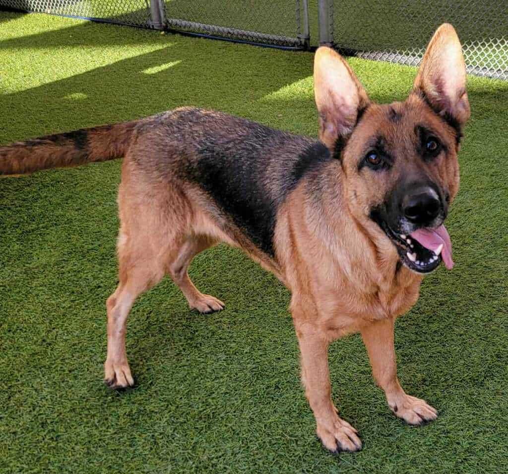 Heidi (Bridie)